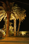 Palme di notte