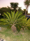 Palme  giardino